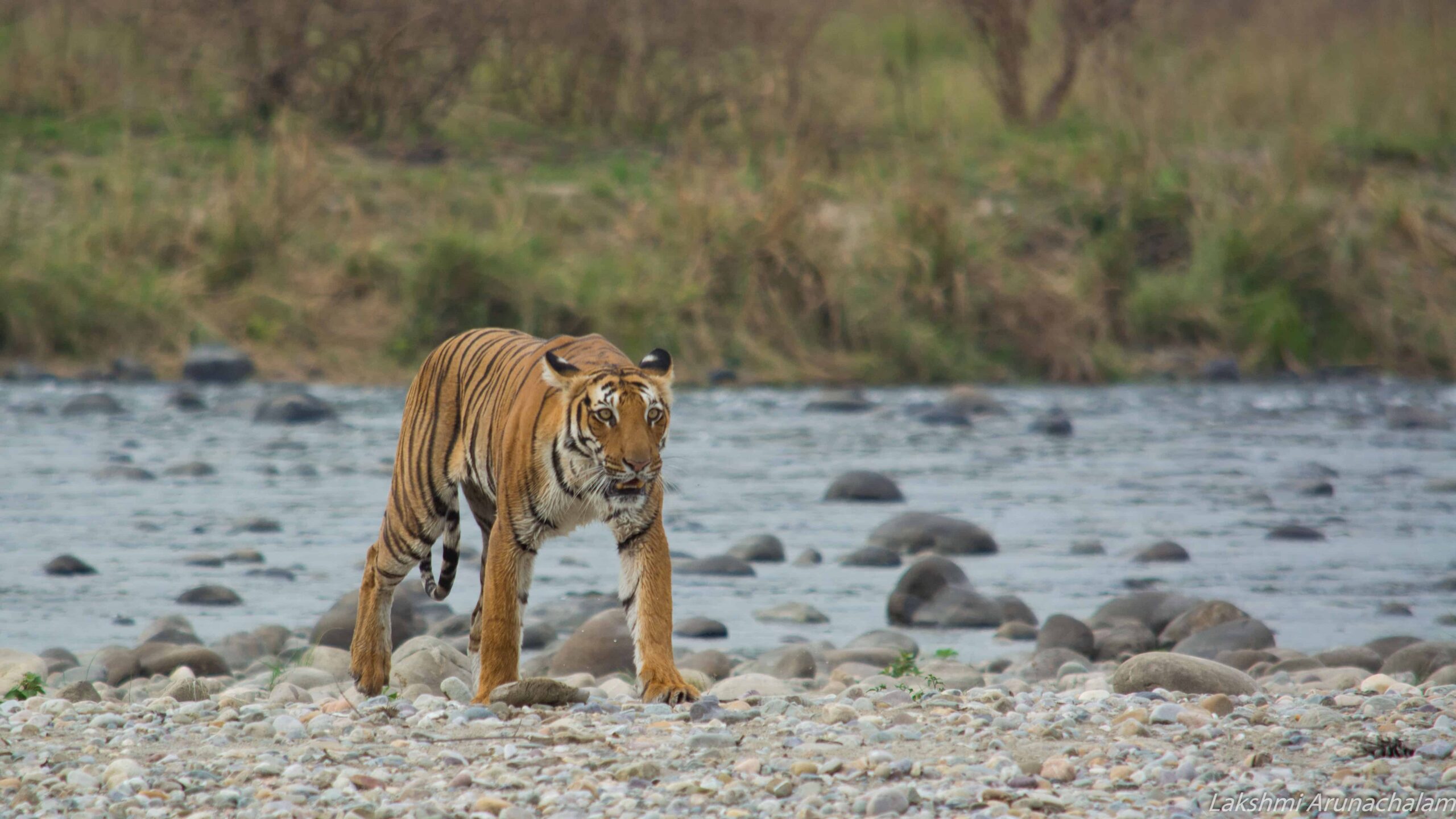 jim corbett safari